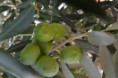 /album/rastliny-makro-/dsc-0080-jpg/
