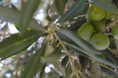 /album/rastliny-makro-/dsc-0082-jpg/