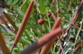 /album/rastliny-makro-/dsc-0109-jpg/