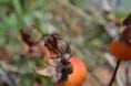 /album/rastliny-makro-/dsc-0114-jpg/