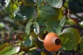 /album/rastliny-makro-/dsc-0115-jpg/