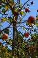 /album/rastliny-makro-/dsc-0116-jpg/