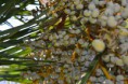 /album/rastliny-makro-/dsc-0118-jpg/