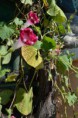 /album/rastliny-makro-/dsc-0164-jpg/