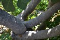 /album/drevo/dsc-0051-jpg/