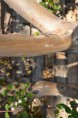/album/drevo/dsc-0194-jpg/