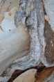 /album/drevo/dsc-0477-jpg/