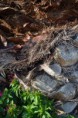 /album/drevo/dsc-0554-jpg/